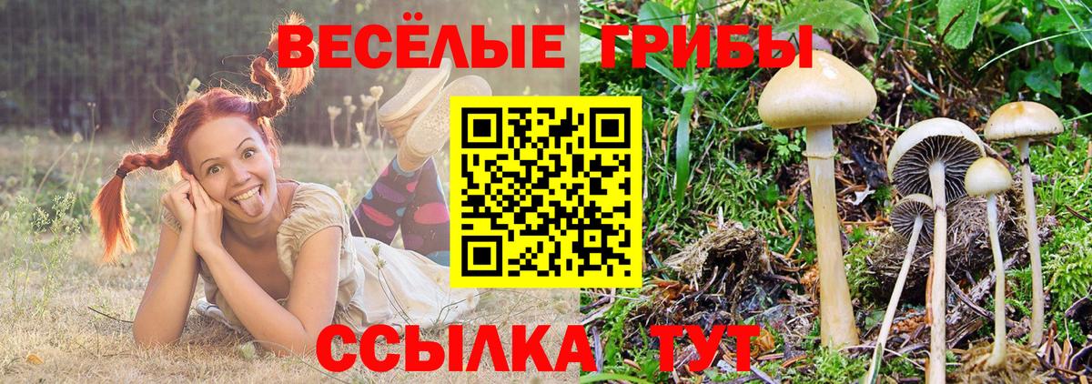 Псилоцибиновые грибы Cubensis Малгобек