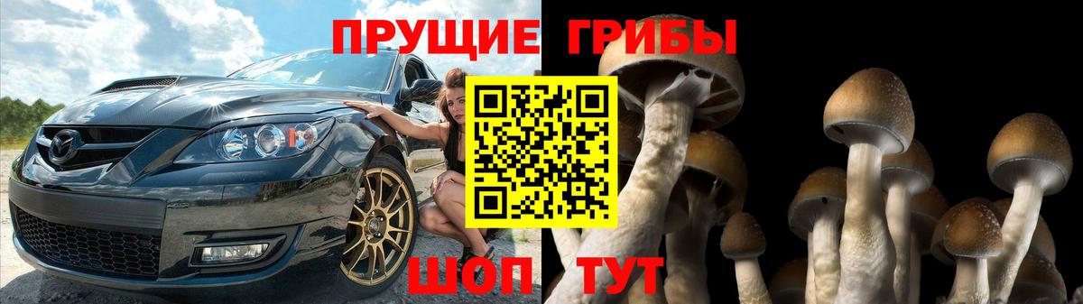 Малгобек  как найти   Вход с VPN  Псилоцибиновые грибы прущие грибы 
